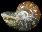 Large, Polished Nautilus Fossil - Madagascar #51675-1